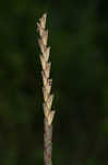 Eastern gamagrass